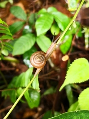 Bradybaena similaris