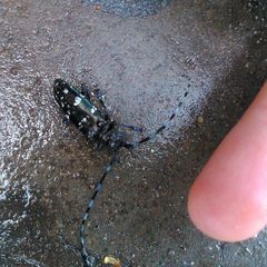 Cerambycidae