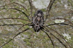 Platybunus pinetorum