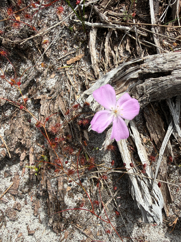 Drosera drummondii