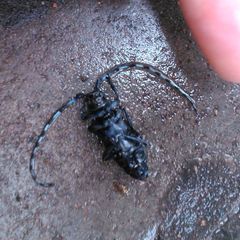 Cerambycidae
