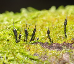 Xylaria apiculata