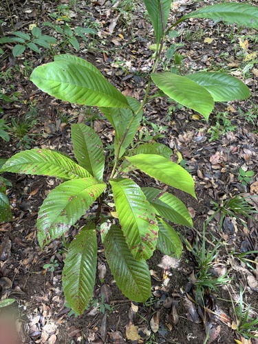 Tetracera nordtiana observed 2026-09-29