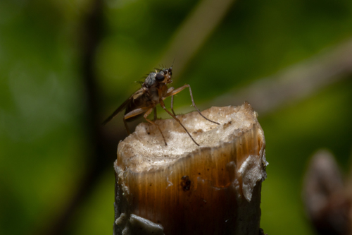 Lonchoptera bifurcata observed 2026-09-29