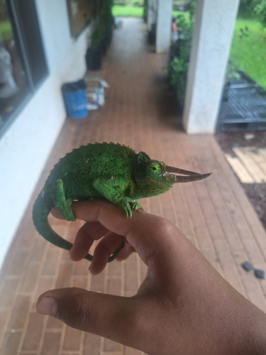 Trioceros jacksonii observed 2026-09-26