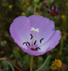 Clarkia arcuata