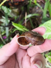 Camaena cicatricosa