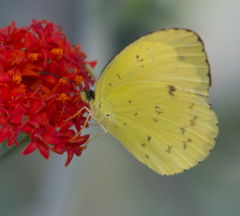 Eurema hecabe solifera