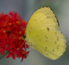 Eurema hecabe solifera