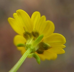 Leptosyne stillmanii
