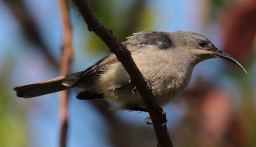 iNaturalist image