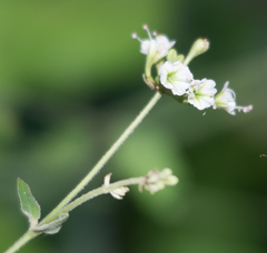 Commicarpus plumbagineus