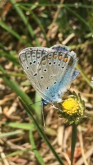 Polyommatus icarus