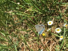 Polyommatus icarus