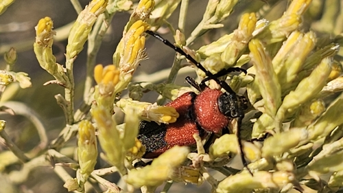 Red and Black Long-horned Beetle