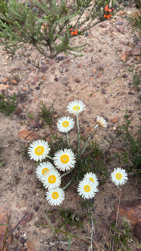 Fringed Everlasting
