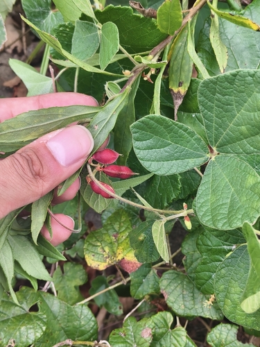 Rhynchosia volubilis observed 2026-09-27