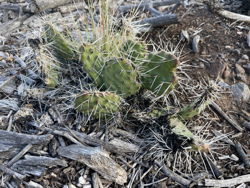 Plains Pricklypear