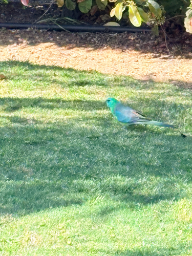 Red-rumped Parrot