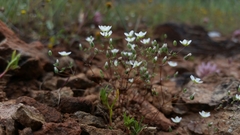 Sabulina californica