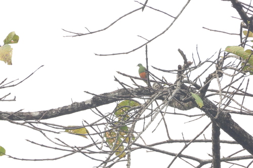 Ptilinopus iozonus observed 2026-09-27