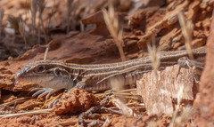 Aspidoscelis sonorae