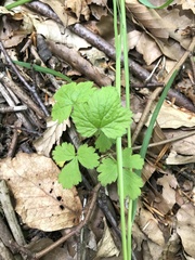 Waldsteinia