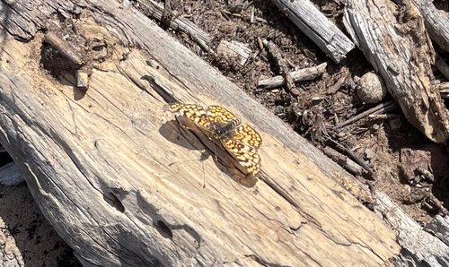 Arachne Checkerspot