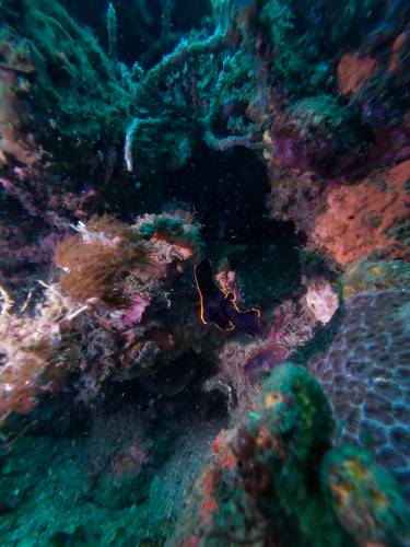 Platax pinnatus observed 2026-09-29
