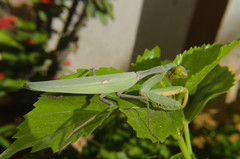 Hierodula tenuidentata