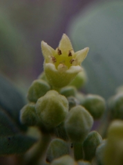 Frangula californica tomentella