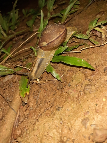 Two-Striated Ariophanta