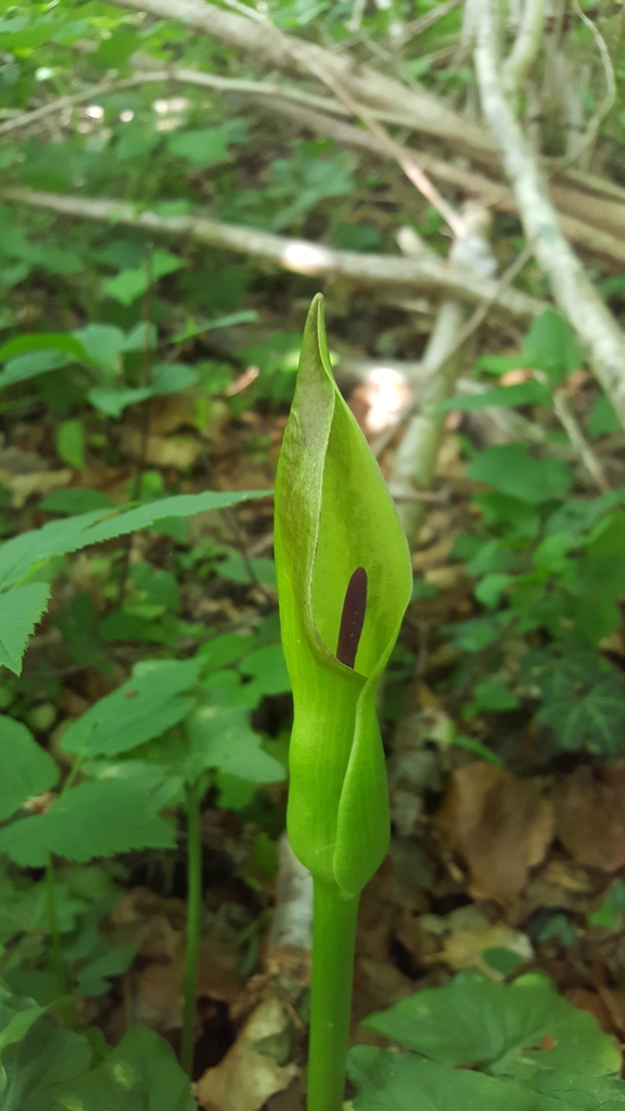 Arum cylindraceum