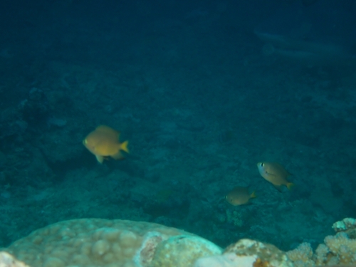 Chromis atripes observed 2026-09-29