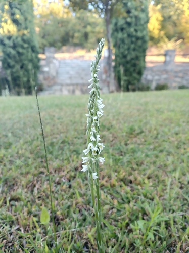 Autumn Ladies' Tresses