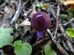 Cortinarius magellanicus