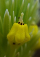 Castilleja lacera