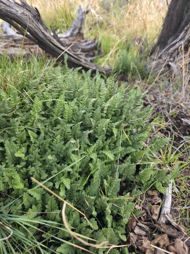 Physematium oreganum observed 2026-09-27