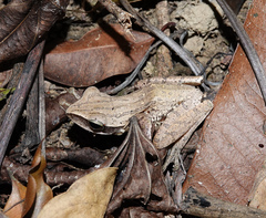 Polypedates leucomystax