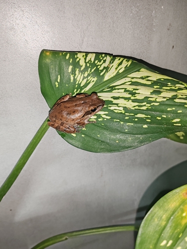 Chunam Tree Frog
