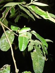 Callimedusa tomopterna