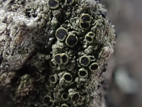 iNaturalist observation photo of Herre's Rinodina Lichen