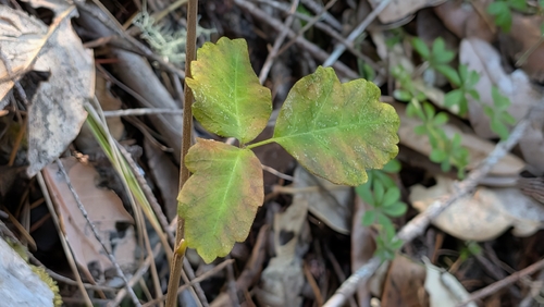 Pacific poison oak