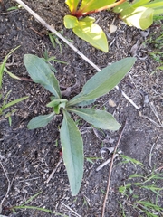 Helianthus occidentalis