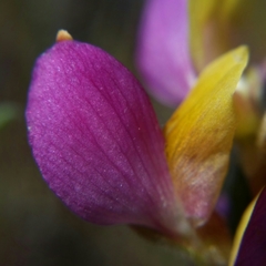 Lupinus stiversii