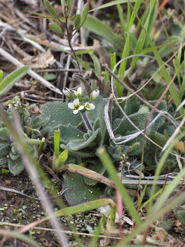 wedgeleaf draba