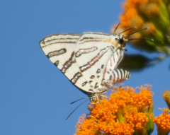 Cigaritis natalensis