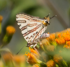 Cigaritis natalensis