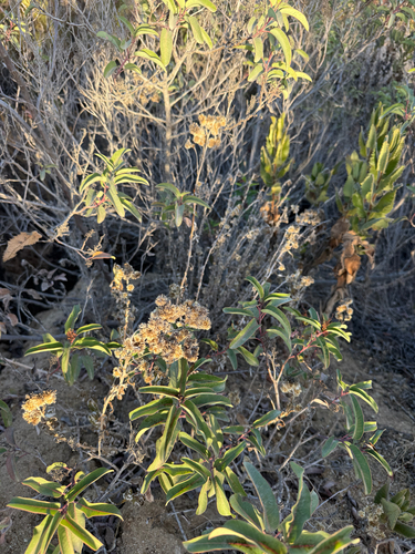 Pseudognaphalium biolettii, 2026-09-25
