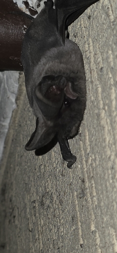European Free-tailed Bat